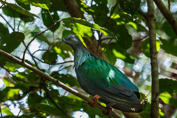 Bird,Nicobar pigeon, Nicobar dove