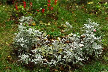 Flowers in the flowerbed