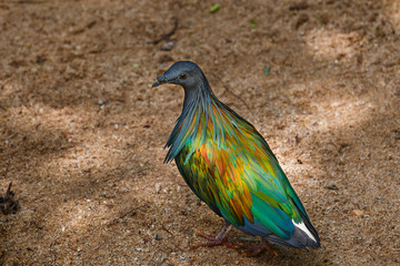 Bird,Nicobar pigeon, Nicobar dove