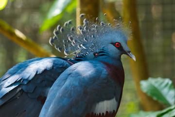 Bird,Victoria Crowned Pigeon - Goura victoria