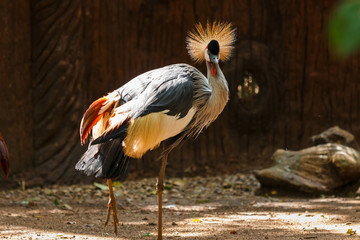 Bird,Grey crowned crane(Balearica regulorum)