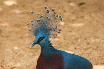 Bird,Victoria Crowned Pigeon - Goura victoria