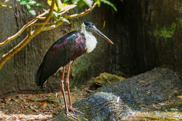 Bird,White-necked Stork(Woolly-necked Stork)