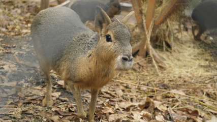 Patagonian mara