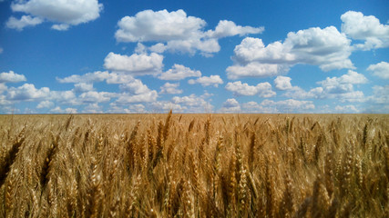 wheat field along the sky