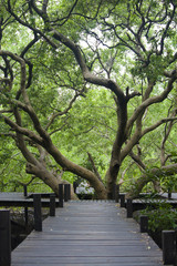 Long wood bridge in mangrove forest