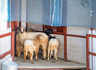 Cute group sheep in farm