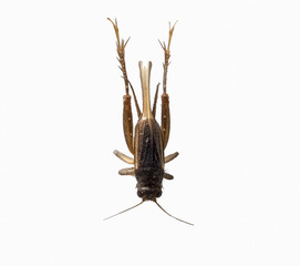 Cricket brown insect small isolated on white background, top view