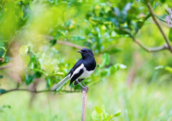 Oriental magpie robin, Copsychus saularis, bird hold on branch