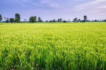 Fototapeta premium Fields of rice produce grains at evening