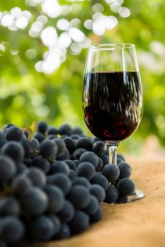 Red wine glass and bunch of grapes outdoor against blurred green natural background. Vertical photo. Space in left side.