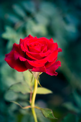 Red Rose on nature background