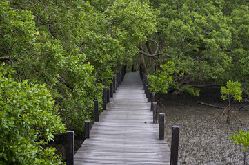 Fototapeta premium Long wood bridge in mangrove forest