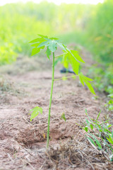 Papaya tree