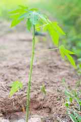 Papaya tree