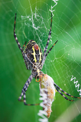 spider