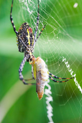 spider