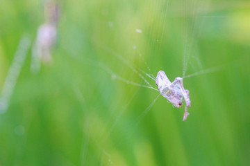 spider