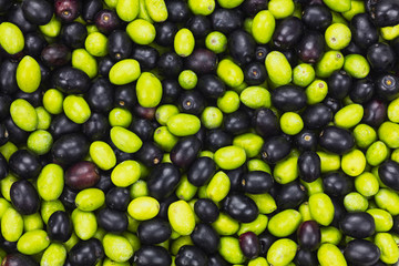 Fresh Harvested Black and Green Olive for oil production pattern