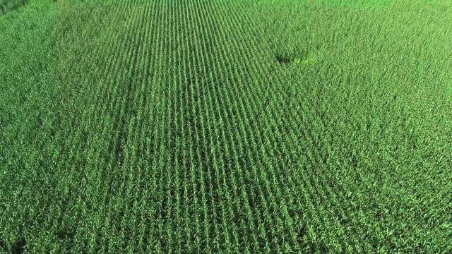 corn field aerial view