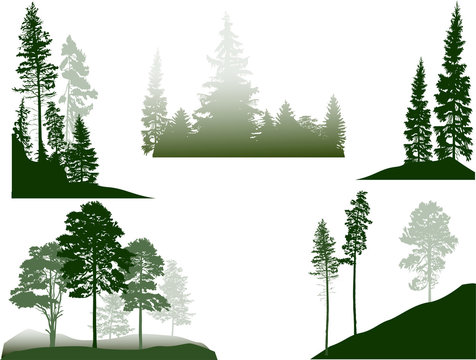 set of green pine and fir trees in fog