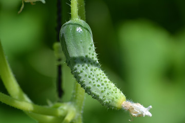 Naklejka premium Small cucumber in the sun. Summer day.