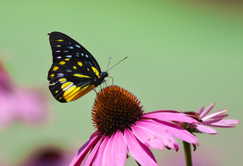 Yellow Monarch Butterfly with pink flower in the garden