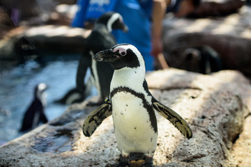 Naklejka premium ペンギン