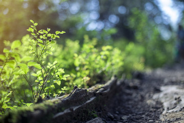 Small backlit blueberry plants