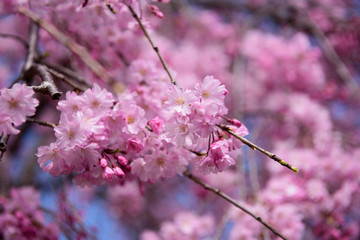 Obraz premium 桜の花