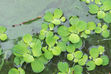 water hyacinth in pond