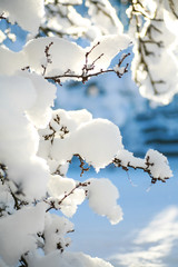 Tree branches covered in heavy snow on a sunny winter morning