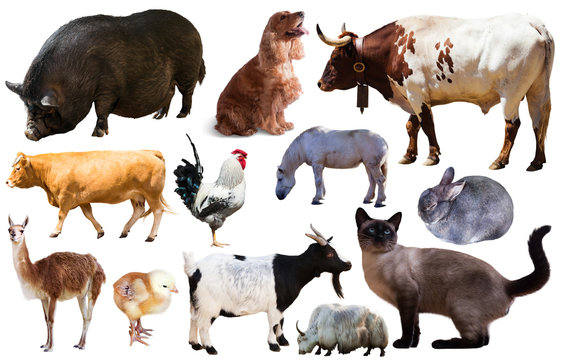 Set Of Farm Animals