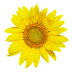 Sunflower rosette