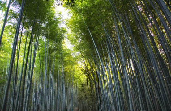 Path to bamboo forest, Arashiyama, Kyoto, Japan. Vibrant morning.