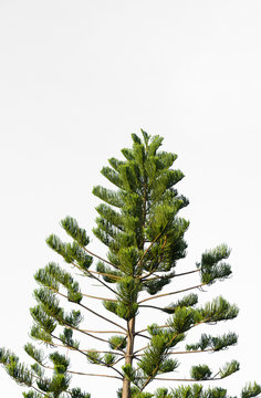 pine branches on white background