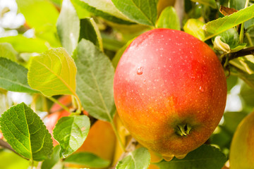 Red apples on the tree