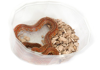 corn snake in box