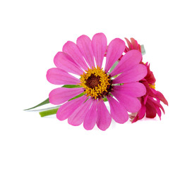 colorful zinnia flowers isolated on white background