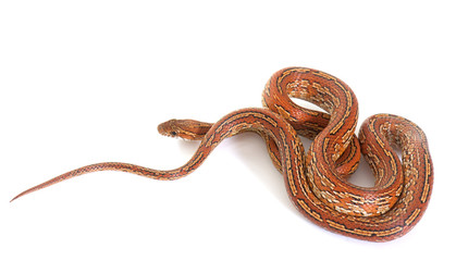 corn snake in studio