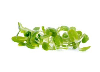 Green young sunflower sprout isolated  on the white background