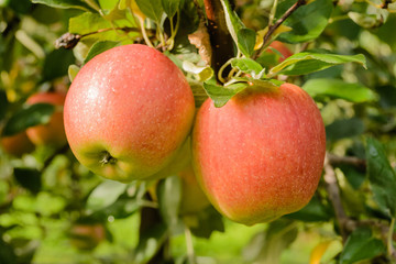 Red apples on the tree