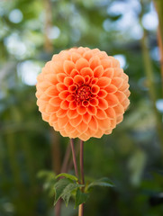 hybrid Orange Dahlia flower in autumn season