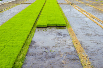 Young rice sprout in the box ready to growing