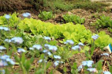 Young lettuce in ecological home garden. Eco-friendly backyard garden, vegetable garden.