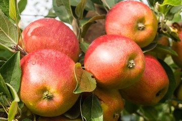 Red apples on the tree