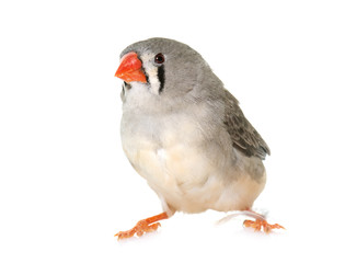 Zebra finch in studio