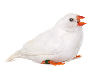 white Zebra finch in studio