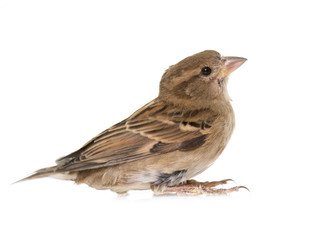 House sparrow in studio