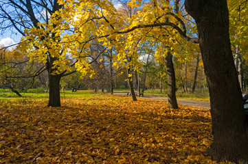 sunny autumn day in the park. Leaf fall yellow leaves